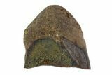 Triceratops Shed Tooth - Montana #98330-1
